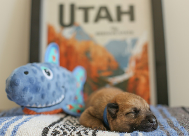 chinook puppy